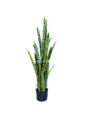 Сансеверия 115см 30л. Арт.HPL-115cm-30L